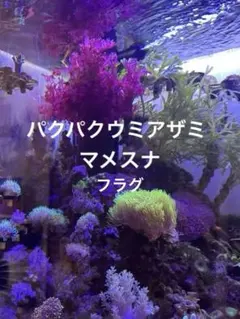 2026年最新】ライブロックレプリカの人気アイテム - メルカリ