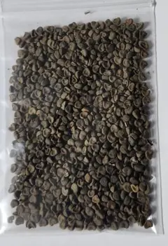 ハイビスカスローゼル　白色　20g（800粒以上)