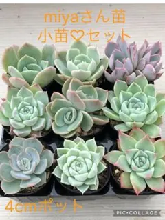 2026年最新】miyaさん苗の人気アイテム - メルカリ