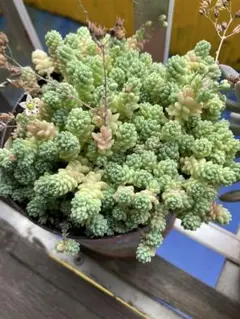 多肉植物　セダム　マジョール　25カット 多肉植物 セダム マジョール 25カット - メルカリ