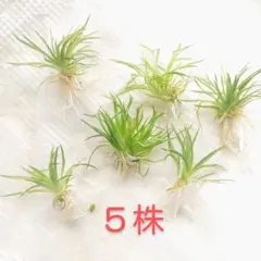 2026年最新】ホシクサの人気アイテム - メルカリ