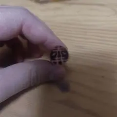 Item thumbnail for item b5756679-a908-4c2a-9c73-7ab457eb1f96