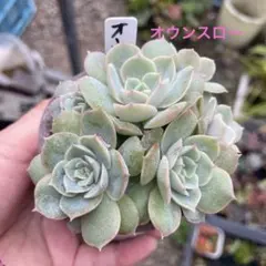 2025年最新】オウンスローの人気アイテム - メルカリ