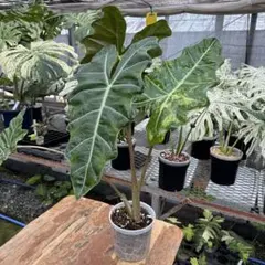 アロカシア プセウド サンデリアナ オーレア 芋株 - メルカリ