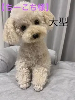 【専用】トイプードル編みぐるみ【お座りポーズ】　（大型）伏せポーズ アンちゃん様 トイプードル編みぐるみ 【特大】伏せポーズ 淡い