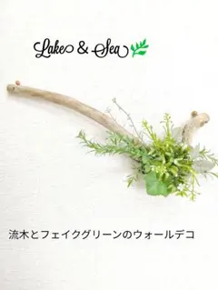 ⑬◇イチジク穂木2本◇ウォーターメロンラッシュ⑬【親木の写真あり