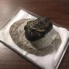 カンブリア紀】チェコインツェ産珍しい三葉虫 エリプソセファルス