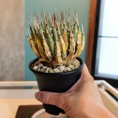 【発根済・4〜5号サイズ】短葉美株◎エボリスピナ⑪/鉢ごと発送 発根済・4〜5号サイズ】短葉美株◎エボリスピナ⑪/鉢ごと発送 - メルカリ