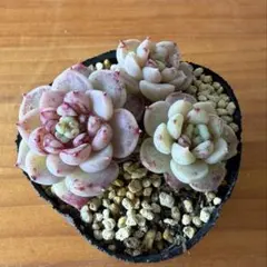 レッドベルベット　抜き苗　多肉植物