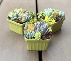 そのまま飾れる♢ミニ多肉寄せ植え♢2個セット - メルカリ