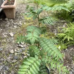 山椒　抜き苗木のサムネイル
