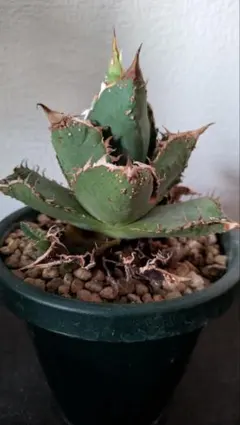 2025年最新】アガベチタノタ 子株の人気アイテム - メルカリ