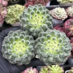 おで様 リクエスト 3点 まとめ商品