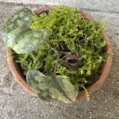清城カンアオイのサムネイル