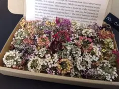 【ネコポス発送】No.0056　ドライフラワー花材詰め合わせ　アリッサム