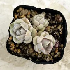 ラブリーローズ錦 多肉植物 エケベリア 韓国苗 抜き苗 現品 - メルカリ