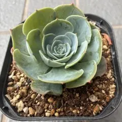 多肉植物 ♥︎︎∗︎*゜七福神 ♥︎︎∗︎*゜ 多肉 ぬき苗 - メルカリ