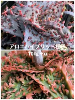 kentapon様 リクエスト 2点 まとめ商品