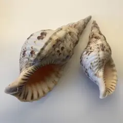 大型天然貝殻4点セット マンボウガイ2点 テングガイ2点 貝殻 標本 大型天然貝殻4点セット マンボウガイ2点 テングガイ2点 貝殻 標本