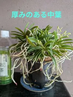 瓦付け フウラン - メルカリ