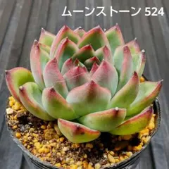 ムーンストーン 524 エケベリア 多肉植物 抜き苗