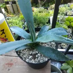 toshi♂様 リクエスト 2点 まとめ商品