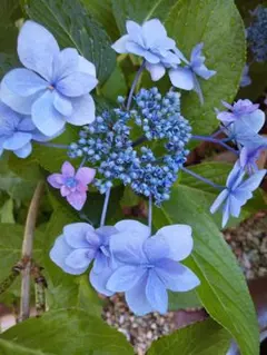 紫陽花 挿し穂 3種類 ネコポス発送 - メルカリ