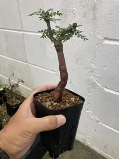 2025年最新】オペルクリカリア パキプスの人気アイテム - メルカリ