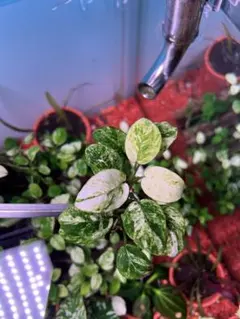 エムエー様 リクエスト 3点 まとめ商品