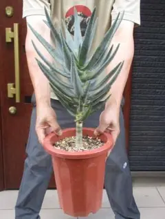 現品】ディオーン・エデュレ - Dioon edule 5号 6E番 - メルカリ