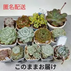おらいさん苗30個セット　梅子桜子セット　メルカリ便配送ミックスベリア　エケベリ おらいさん苗12個セット 梅子桜子セットミックスベリア エケベリア