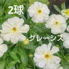 *pipette*様 リクエスト 3点 まとめ商品