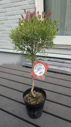 2025年最新】メラレウカ レッドジェムの人気アイテム - メルカリ