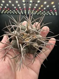 2026年最新】魔天竜の人気アイテム - メルカリ