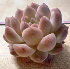 ニ*ー様 F3326新入荷　チェリー・ブロッサム・ドリーム　エケベリア　撮影2月