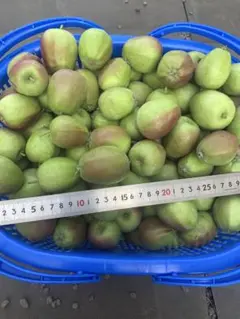 摘果りんご　青森産　約10kg バラ詰めのサムネイル