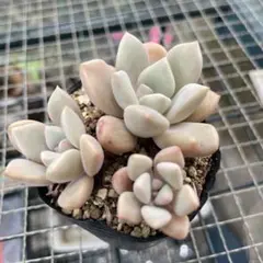 多肉植物 ［だるま秀麗] カット苗 - メルカリ