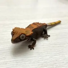 Item thumbnail for item 0e2d3070-1d07-4ab3-ac96-4511023dc5cc