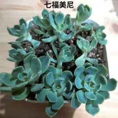 多肉植物 七福神抜き苗 - メルカリ