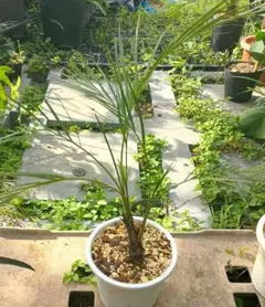 耐寒性ヤシシュロの木2株植え◇南国リゾート西海岸ドライガーデン