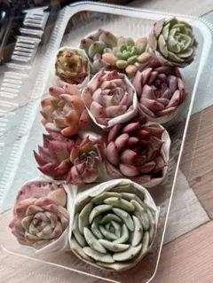 多肉弁当　詰め合わせ　名前付き　8