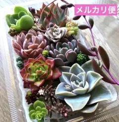 2026年最新】多肉 カット苗の人気アイテム - メルカリ