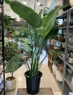 大型 ストレリチア オーガスタ 9号 陶器鉢 植え込み発送 - メルカリ