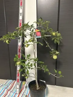 ヒーローりんごの木 ふじ 苗木 果樹 鉢植え　実付き ヒーロー様専用りんごの木 ふじ 苗木 果樹 鉢植え 実付き - メルカリ