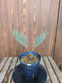 4 最高級 サイカス カイルンシアナ スーパーブルー葉 赤肌 楽天市場】【現品発送】ソテツ サイカス カイルンシアナ ブルー