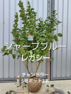 2026年最新】ブルーベリー 大苗の人気アイテム - メルカリ