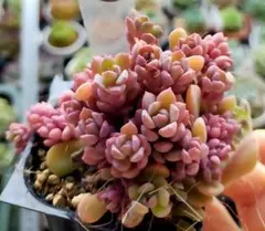 kaorin様専用、⑤リンダリンダ　ぼのぼのさん　土付き発送、速達郵便