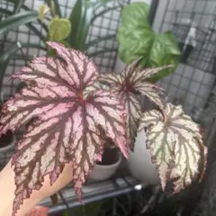 原種ベゴニア / ベゴニア ネグロセンシスBegonia negrosensis - メルカリ