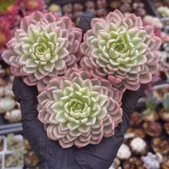 Mシマ様 リクエスト 6点 まとめ商品