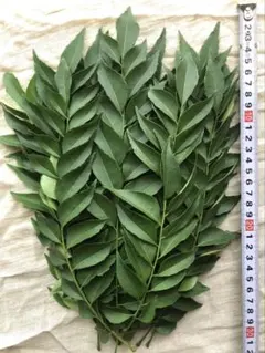 カレーリーフ生葉30枝のサムネイル